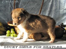 puppies