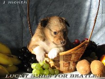 puppies
