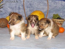 puppies