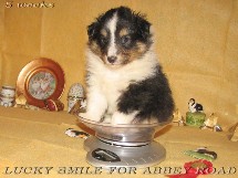 puppies