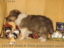 puppies