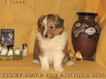 puppies