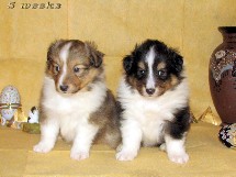 puppies