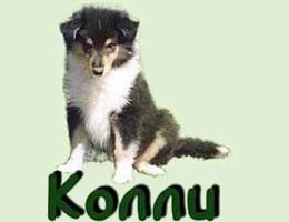 puppies_collie
