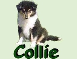 puppies_collie