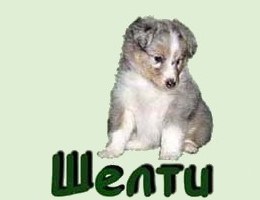 puppies_sheltie