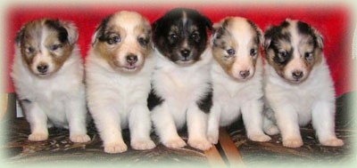 Puppies