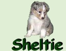 puppies_sheltie