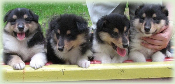 Puppies