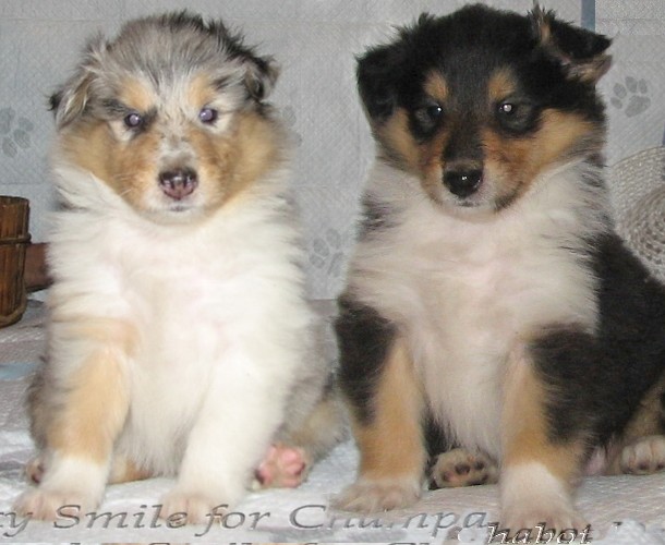 Puppies