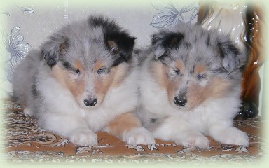Puppies