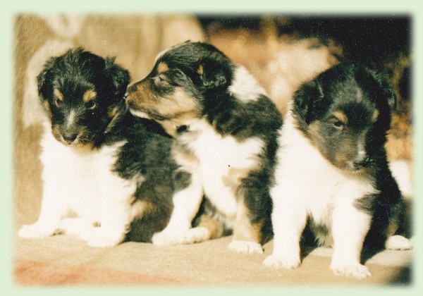 puppies