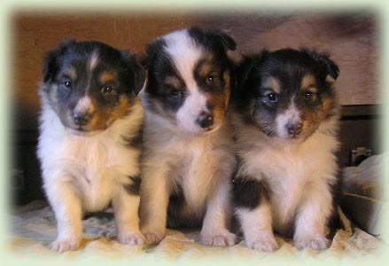 Puppies