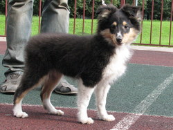 d-pup