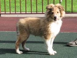 d-pup