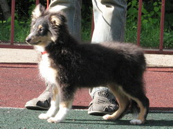 d-pup