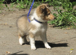 d-pup