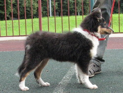 d-pup
