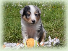 n-pup