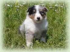 n-pup