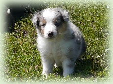 n-pup