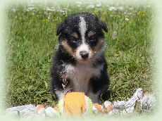 n-pup