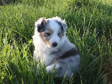 d-pup