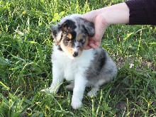 d-pup