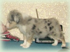 n-pup