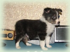 n-pup