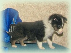 n-pup