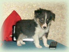 n-pup