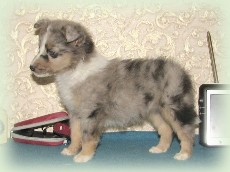 n-pup