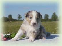 g-pup
