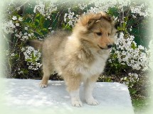y-pup