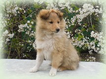 y-pup