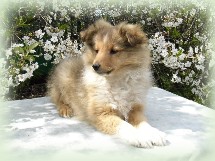 y-pup