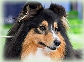 regal spirit