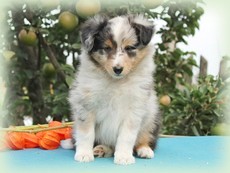 savoy_truffle