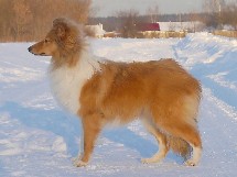 sadie