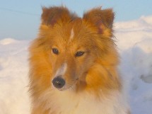sadie