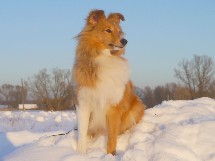 sadie
