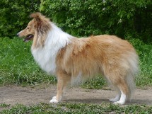 sadie