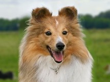 sadie