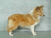sadie