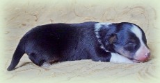 s-pup