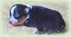 s-pup