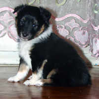 staisy