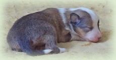 s-pup